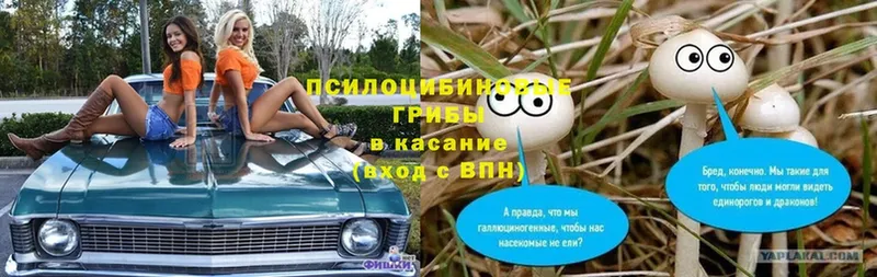 Псилоцибиновые грибы мицелий  Кинешма 